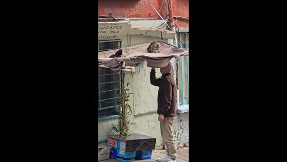 Man playfully interacts with stray cats resting on street awning in Istanbul, Turkey