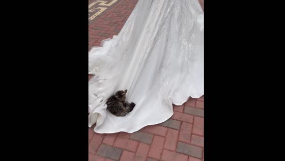Cat lies on bride’s wedding dress train in Khasavyurt, Russia