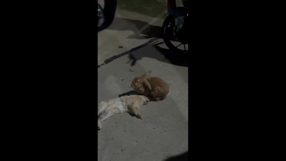 Rabbit stays beside motionless cat on roadside in Davao Oriental, Philippines