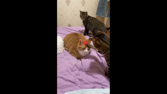 Cats react to laser pointer toy in playful moment in Chongqing, China