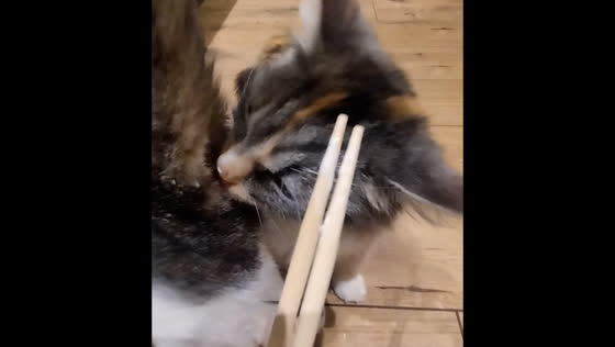 Cat unexpectedly switches focus from food to another cat in Poland