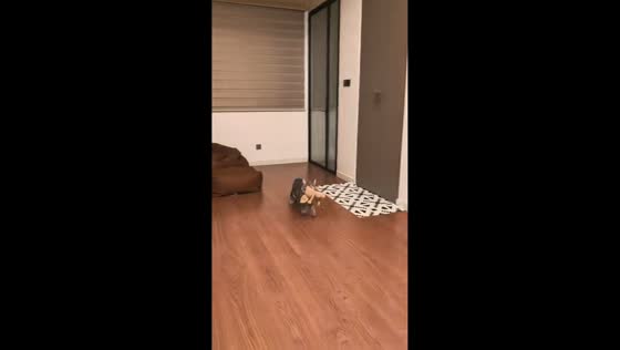 Cat drops off bed while carrying toy in Shaanxi, China