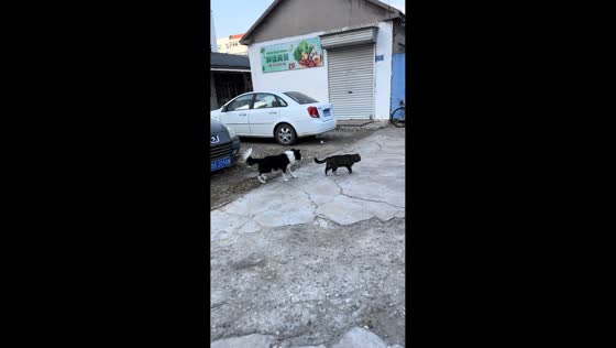 Clever Border Collie playfully imitates cat in Shandong, China