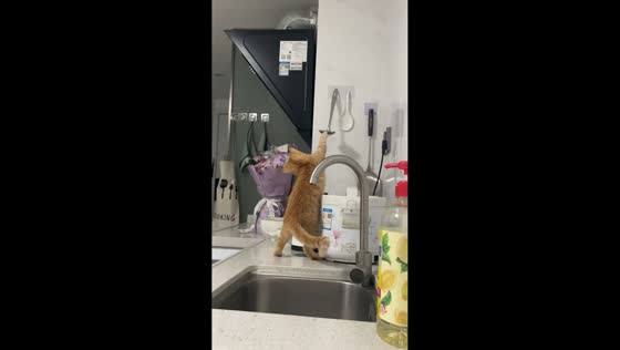 Kitten tries to grab ladle in Guangdong, China