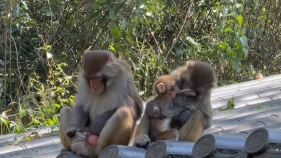 Baby monkey unexpectedly vomits on an adult monkey’s face on a rooftop in Guangdong, China