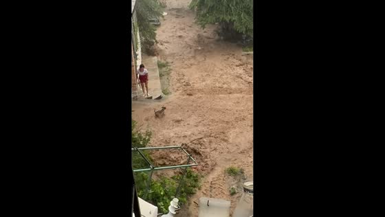 Dog playfully runs through floodwaters in Nayarit, Mexico