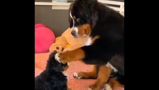 Bernese Mountain Dog gently paws puppy inside house in Hebei, China