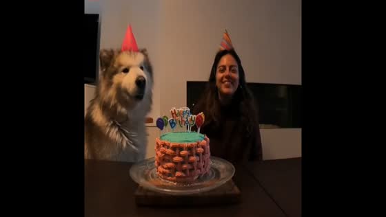 Birthday duet with Ivar the singing malamute in Ghent, Belgium