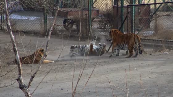 Dominant Siberian tiger asserts authority, subduing fellow tigers in Liaoning Province