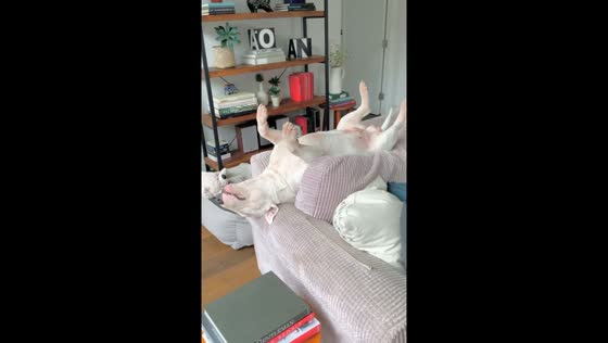 Dog snoozes in comical backward pose