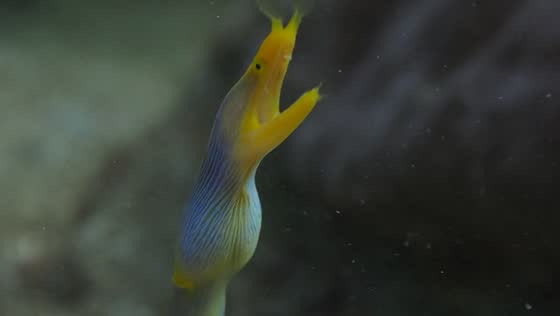 The enigmatic ribbon eel in its aquatic realm
