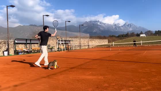 Cat grabs tennis ball during game with two men in Yunnan, China