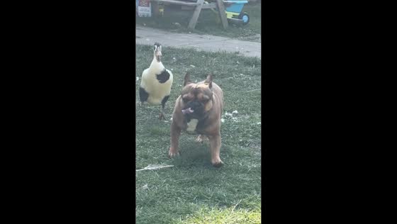 Ducks playfully chase French Bulldog in Bous, Germany