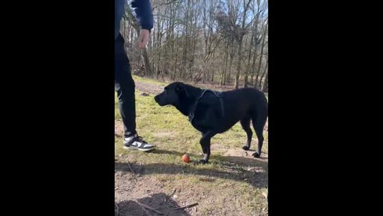 Dog fakes injury but quickly ‘recovers’ after owner’s kiss in Amsterdam, Netherlands