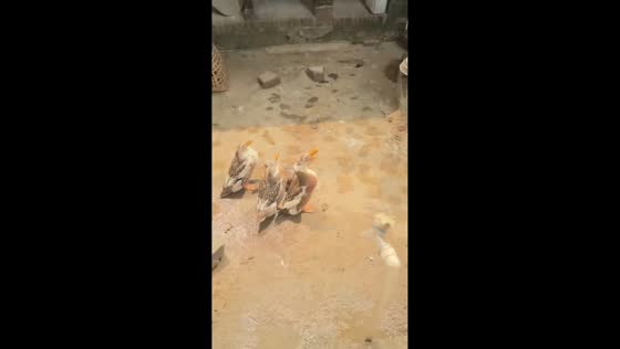 Duck enjoys watching lunar new year fireworks in Guangzhou, China