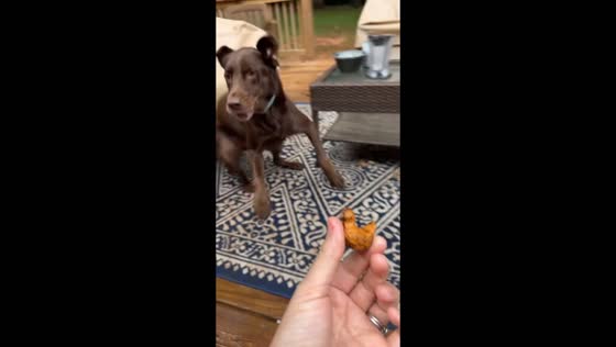 Dog surprises owner with unusual find in Smyrna, Georgia