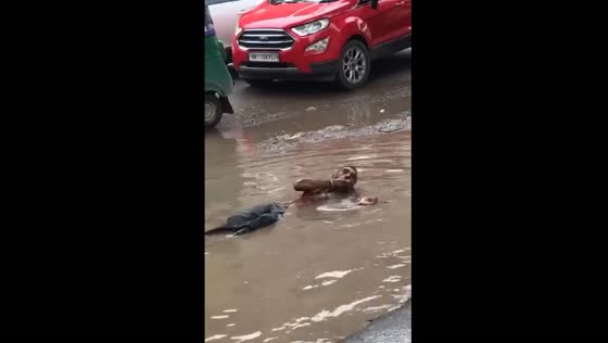 Man lays on flooded road, drinks water while traffic passes by in Faridabad