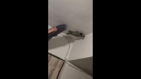 Unusually large gecko spotted inside building in Hong Kong