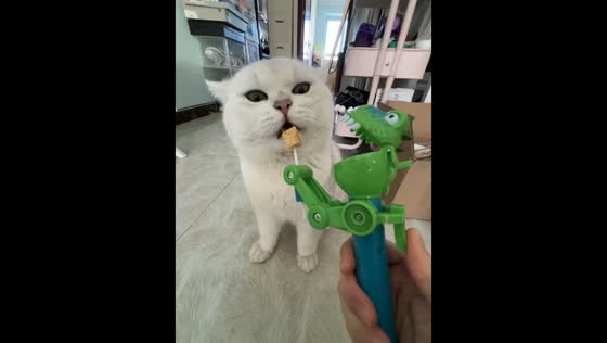 Scottish Fold cat frustrated by toy treat dispenser in Beijing, China