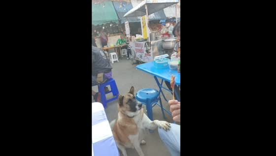 Bonding over bites: generous act of sharing grilled pork stick with a begging dog