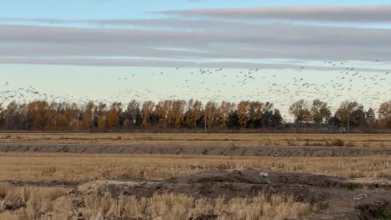 Migratory birds take flight together across an open field in Heilongjiang, China