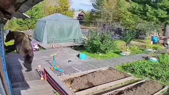 Bear approaches family home and attempts to enter in Ust-Ilimsk, Russia