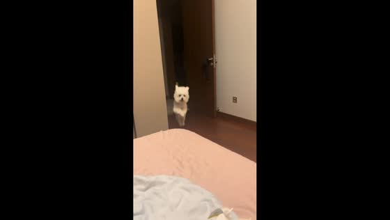 Energetic dog zooms around room in Shaanxi, China