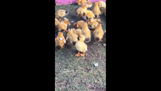 Sleepy duckling dozes off while group gathers on grass in Shanghai, China