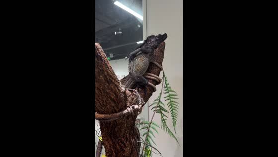 Lizard begins scratching as loose skin is removed at a pet center in Hangzhou, China