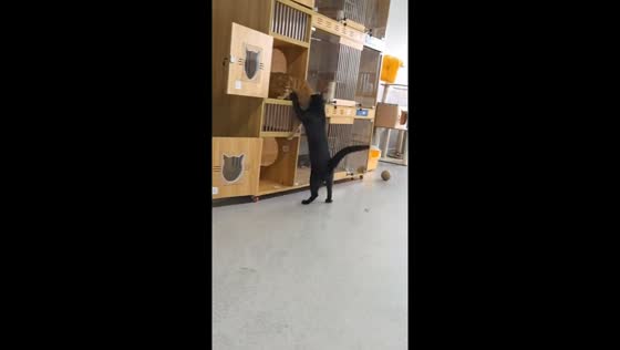 Two cats scuffle in Henan, China
