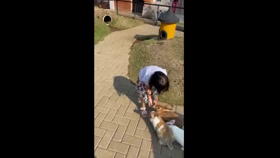 3-year-old's rabbit encounter: moments of fear and courage