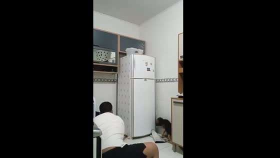 Household chaos: man and dog join forces in hilarious mouse chase!