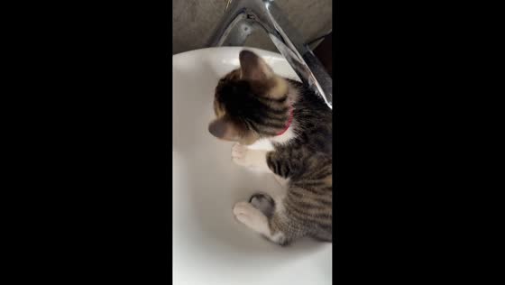 Curious cat inspects bathroom sink in Guangdong, China