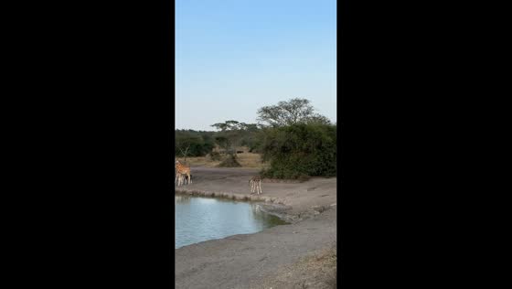 Giraffe drinks water at Lake Mburo National Park in Nyabushozi, Uganda