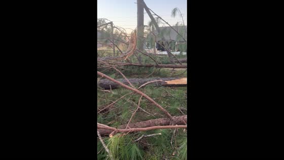 Hurricane Isaias snaps large pine trees and leaves widespread damage across Florida, USA