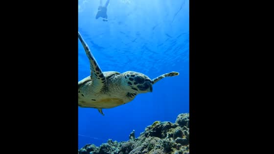 Underwater Fight: Sea Turtle vs. Clownfish in Okinawa