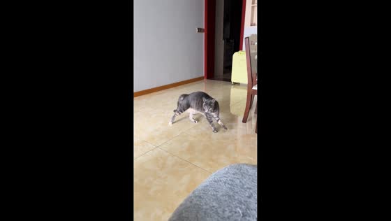A tabby striped cat walks sideways in a playful way in Chongqing, China