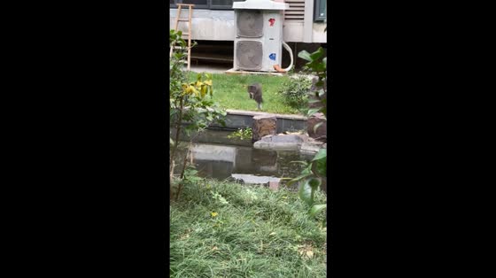 Cat falls into canal while attempting jump in Jiangsu, China