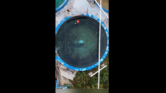 67-year-old manatee endures solitary confinement in deteriorating conditions at Miami Seaquarium