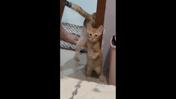 Playful kittens interact in Ternate home, including special needs cat in North Maluku, Indonesia