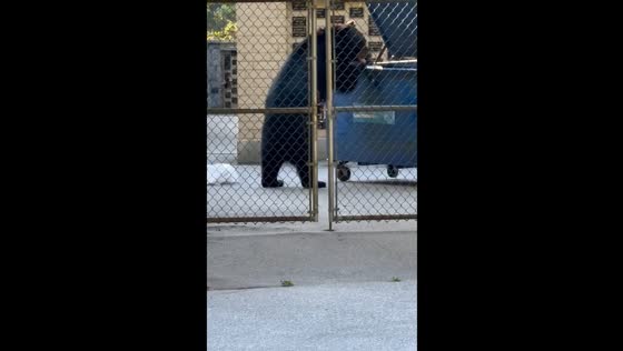 Bear rummages through trash bin in North Vancouver
