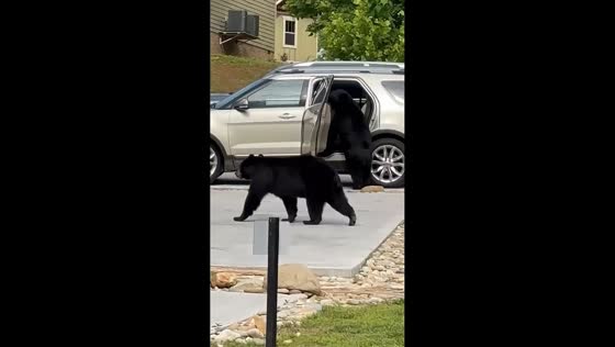Black bears rummage through unlocked vehicles in Gatlinburg, USA
