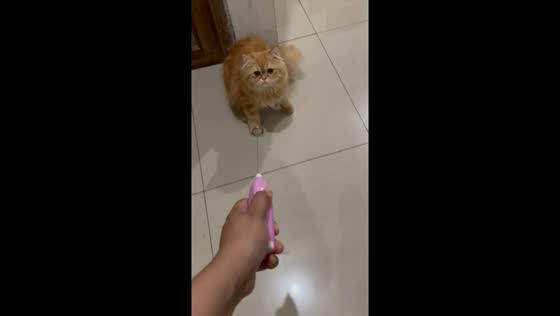 Emeng the fearful yet curious cat faces off with a mysterious milk churner