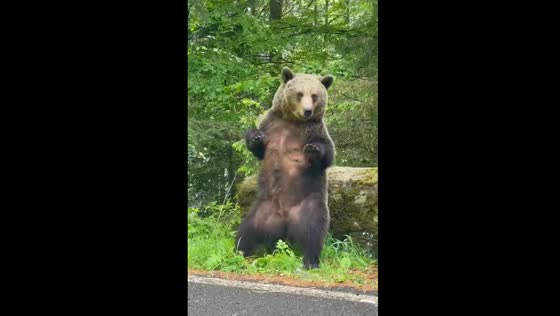 Bear finds perfect back scratcher: fallen tree