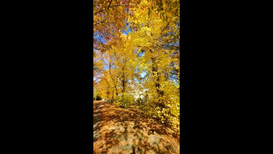 Vibrant fall colors brighten the landscape in St. John’s, Canada