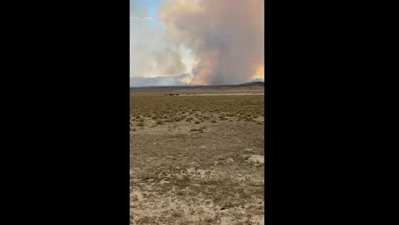 Wild horses fleeing wildfire in Ely, Nevada