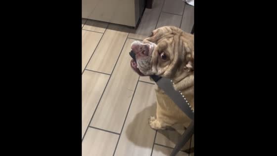 Bull Terrier Stole a Huge Knife and Refused to Let Go!