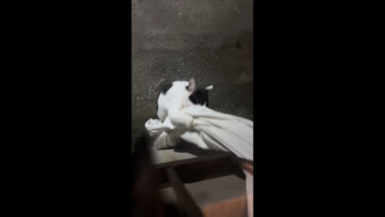 Cat climbs hanging cloth like Rapunzel in Henan, China