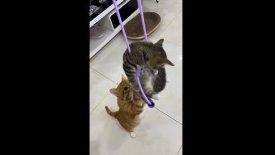 Cat playtime in Liaoning province, China