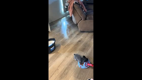 Playful puppy slides with mop while cleaning in Tulsa, Oklahoma, USA